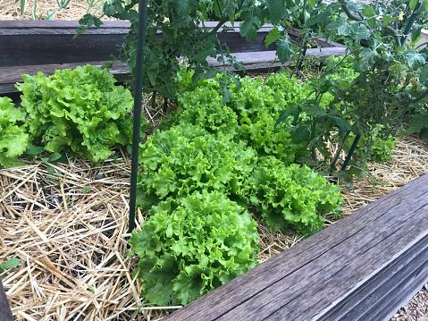 Butterhead lettuce in wooden box at vegetable garden on terrace.