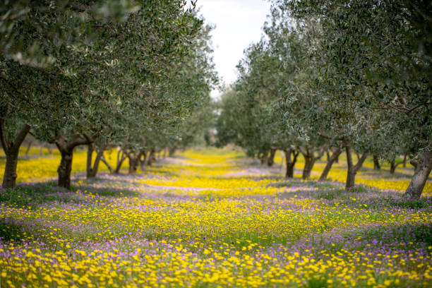 A meadow full of colorful flowers under the olive trees. In Dalmatia, Croatia.