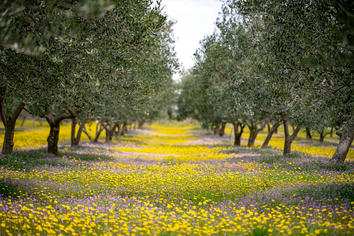 A meadow full of colorful flowers under the olive trees. In Dalmatia, Croatia.