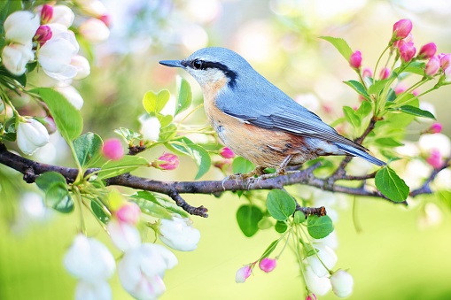 A nuthatch blue bird perched on an apple tree branch
