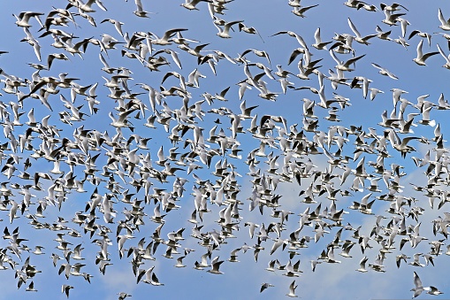 Birds flying over grassy ground in the sky