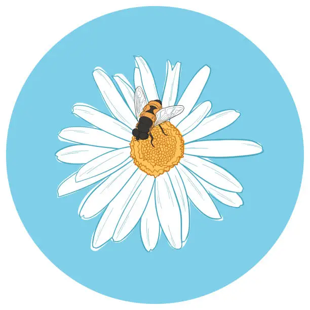 Vector illustration of Vector line art illustration of Chamomile flower with a bee on it.