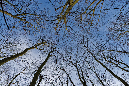 Trees in growing direction with blue sky