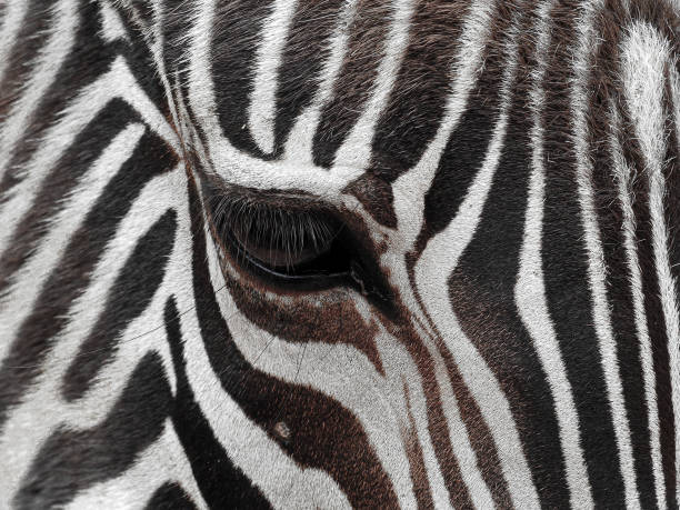 istock Close-up of the zebra's face in a detailed view 2024910739