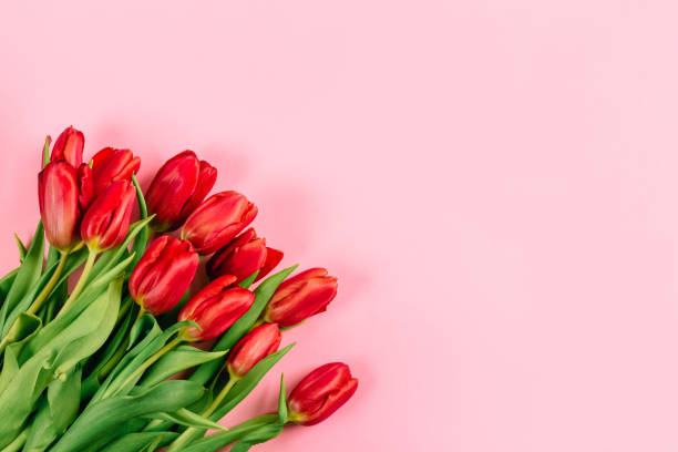 istock Red tulip bouquet on pink background with copy space, empty text place. Flower shop advertising layout. Woman Day March 8. Beautiful gift certificate. Business holiday card. Studio. Horizont banner 2024913407