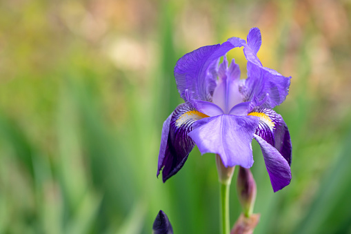 The Violet iris flowers (Iris germanica) on blurred green natural garden background