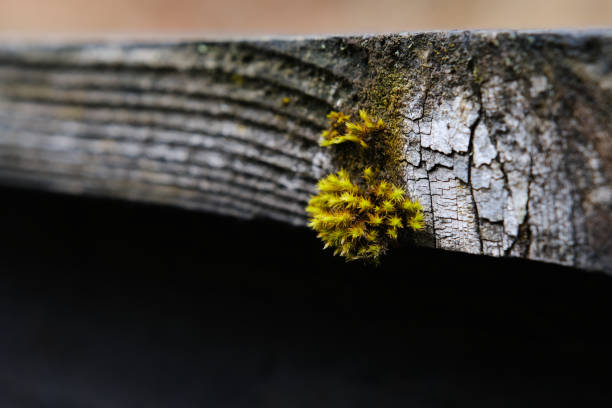 Close-up of wooden structure covered in moss