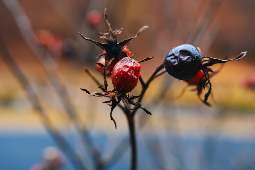 Red and blue berries on a dried plant