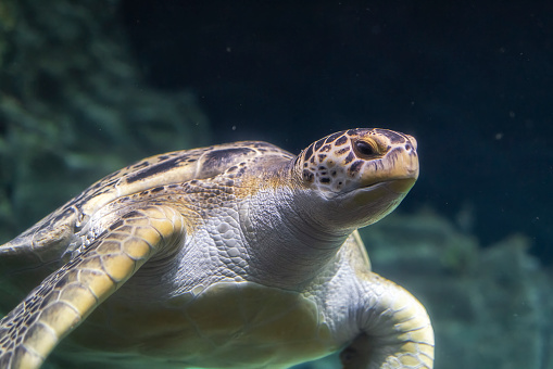 Loggerhead Turtle at the Aquarium of Livorno, Tuscany, Italy