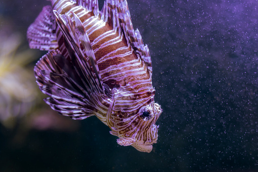 Scorpion fish, Pterois Volitans, at the Aquarium of Livorno, Tuscany, Italy