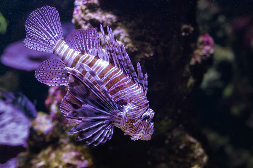 Scorpion fish, Pterois Volitans, at the Aquarium of Livorno, Tuscany, Italy