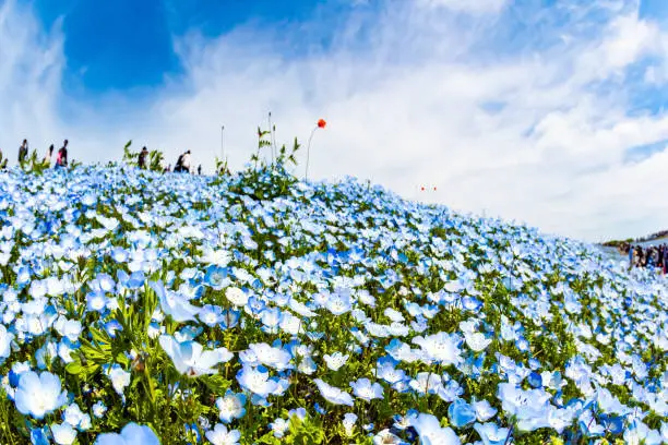 Festival - âHarmony and Nemophilesâ. Blue nemophila flowers - American forget-me-nots - bloom on the hills in early May. Magnificent spring flower festival at Hitachi Seaside Park Japan