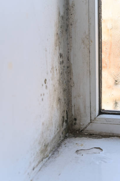 istock mold near the window due to high humidity 2024923284