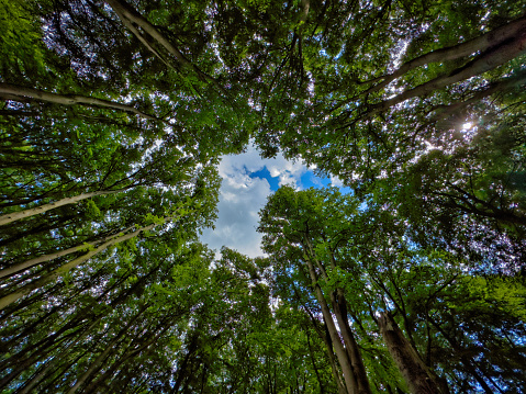 View from the forest floor through the treetops to the sky