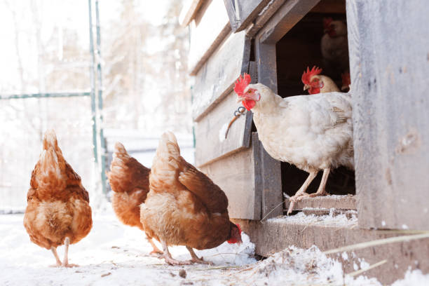 istock chicken walking on an eco-poultry farm in winter, free-range chicken farm 2024937912