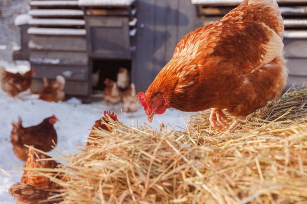 chicken eats feed and grain on eco poultry farm, free range poultry farm