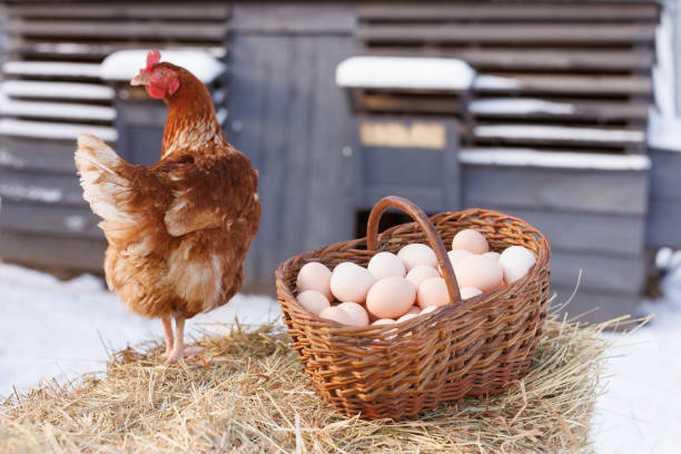 basket with chicken eggs on the background of a chicken eco farm, free range chicken farm