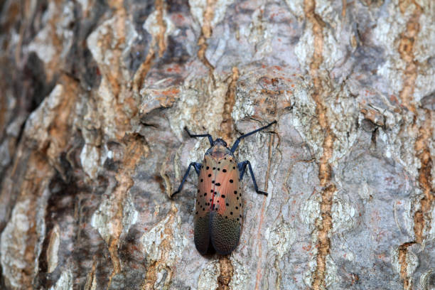 istock Hemiptera wax Cicadellidae insects on wild plants, North China 2024939352