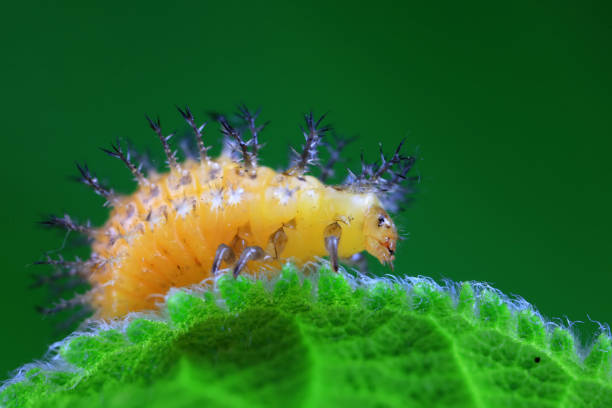 istock Ladybugs on wild plants, North China 2024943714