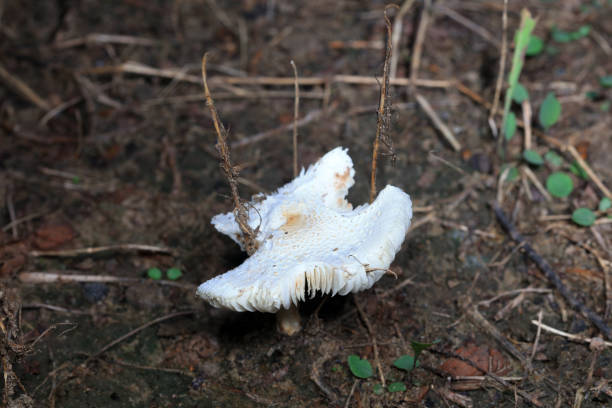 Wild mushrooms in the grass, North China