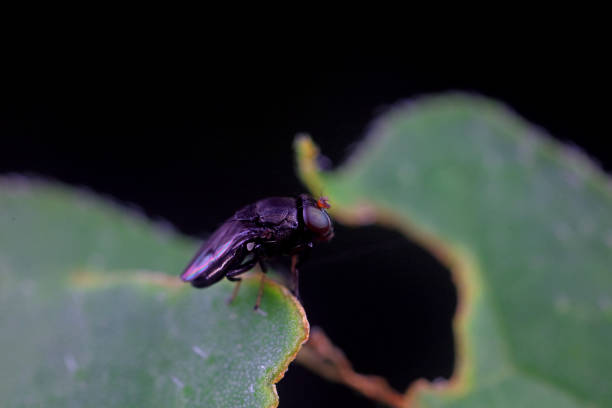 Flies on wild plants, North China
