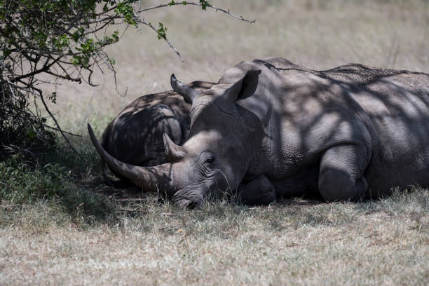 istock Rhino in the Masai Mara Africa 2024955560