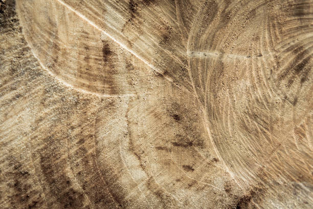 istock Wood texture of cut tree trunk, Tree rings old weathered wood texture with the cross section of a cut log. 2024958258