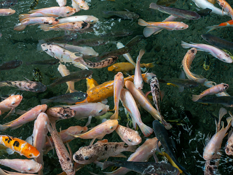 Colorful tilapia fish, Oreochromis niloticus, and koi fish, Cyprinus carpio, in the pond