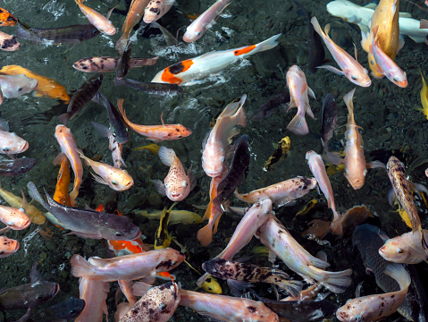 Colorful tilapia fish, Oreochromis niloticus, and koi fish, Cyprinus carpio, in the pond