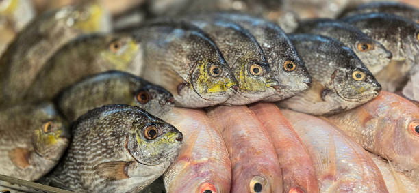 marché aux poissons crus de la pêche fraîche montrant des yeux de poisson frais - fish catch of fish seafood red snapper photos et images de collection
