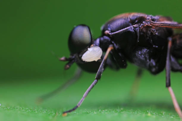 An extreme close-up shows the intricate features of a flesh fly Musca sarcophaga, highlighting its eyes and texture under natural light.