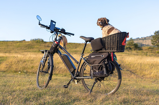 e-bike traveling with dog in basket