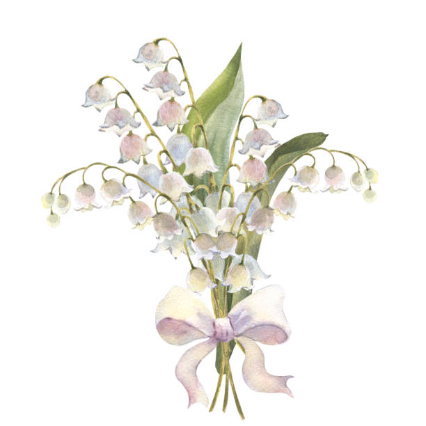 istock Watercolor illustration. Lilies of the valley. Bouquet with white bow. White spring flowers. Design for printing postcards, invitations to weddings, birthdays, spring and summer holidays, Easter. 2024970695