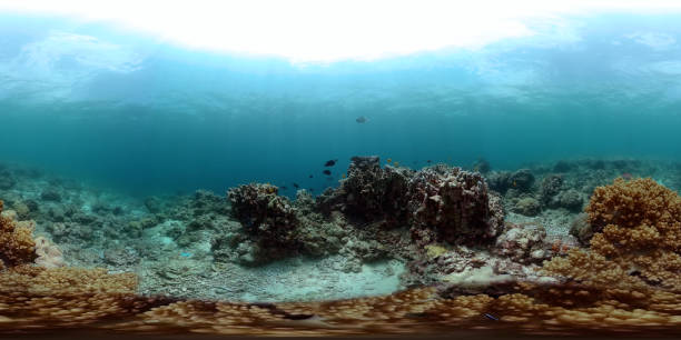 istock Coral reef and tropical fish under the sea. 2024972258