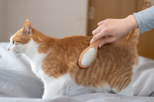 Owner brushing his cat