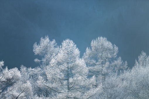 Spectacular snow covered tree on mountain Mount Buffalo Victoria