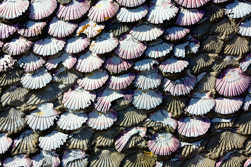 Walls covered with scallop conch shells , weathered, Cambados, Pontevedra province, Galicia, Spain