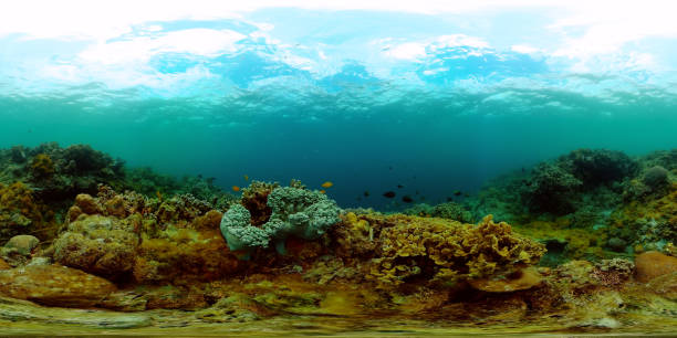 istock Coral reef and marine fish. Undersea world scene. 2024982553