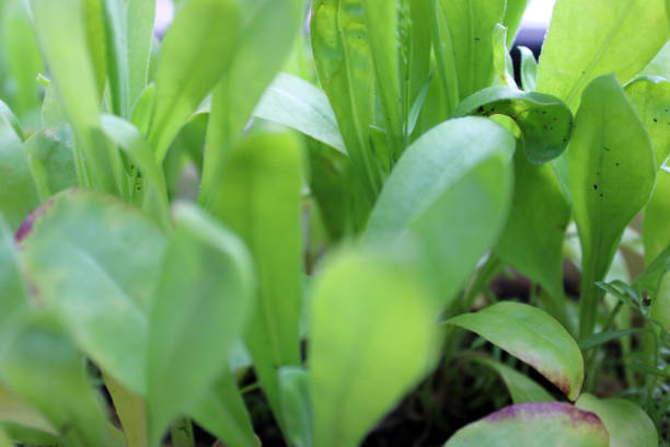 Green fresh calendula leaves are shown on a flower bed. Close-up nature photo.