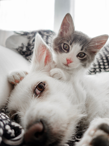 Persian cats, golden retriever and doberman puppies