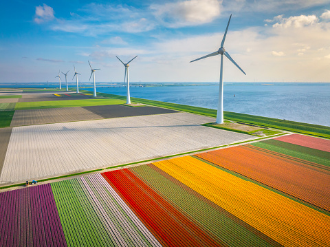 Tulips growing in agricultural fields in the Noordoostpolder in Flevoland, The Netherlands, during springtime seen from above. The Noordoostpolder is a polder in the former Zuiderzee designed initially to create more land for farming.