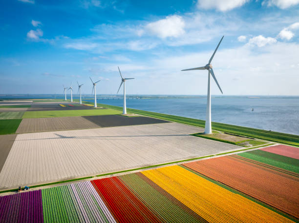 istock Tulips growing in agricutlural fields during springtime seen from above 2024997039