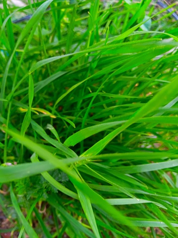 Bright green grass 4