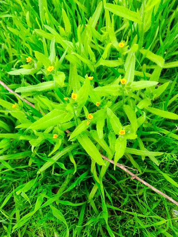 Bright green grass 3