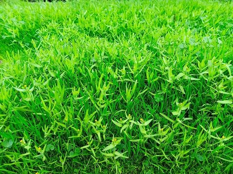 Bright green grass 2