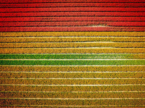 istock Tulips growing in agricultural fields with wind turbines in the background during springtime seen from above 2025000749