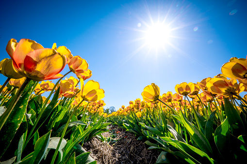 Amazing multicolored tulips against a blue sky