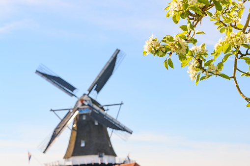 Springtime in Holland background photo with blossom and a windmill in the Dutch Betuwe area during a beautiful spring day.