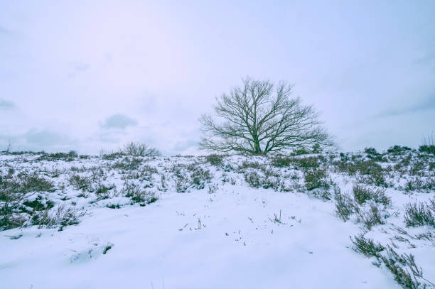 Winter forest, snow covered expanses. Landscapes of open spaces of nature.