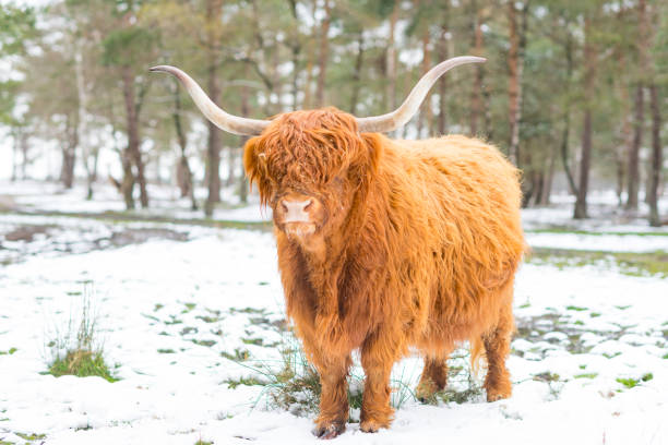 istock Scottish Highlander cattle in the snow during in a forest 2025002343